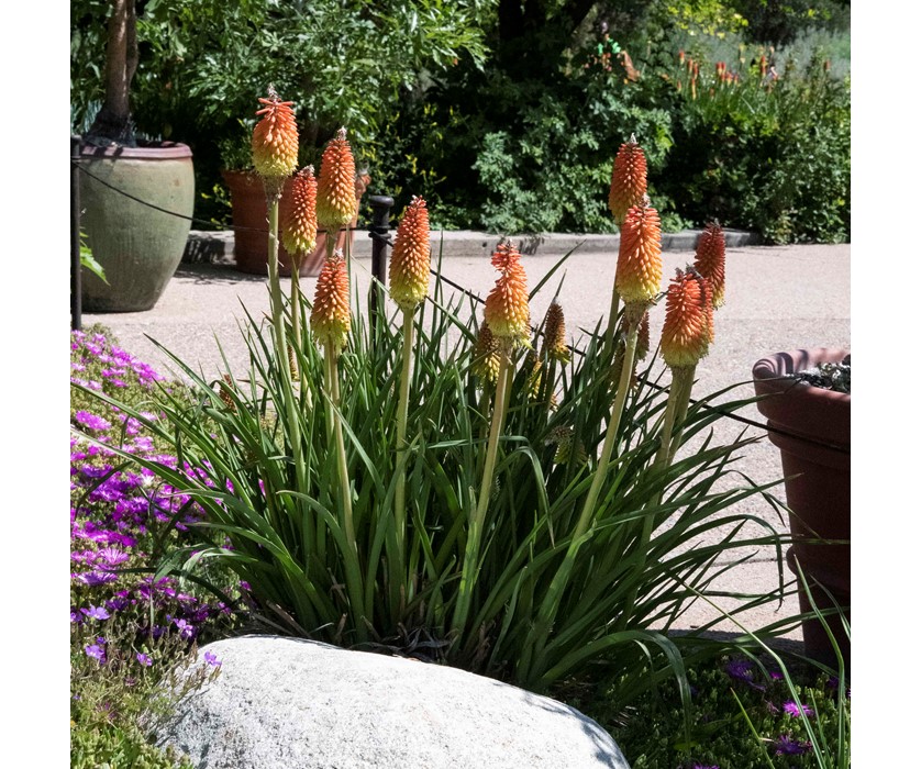 Torch Lily